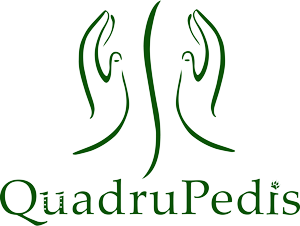Quadrupedis - Physiotherapie
